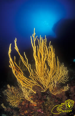 Capo Stella Subacquea Isola d’  Elba immersioni sub
