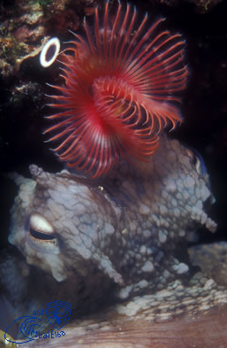 Formiche della Zanca Subacquea Isola d’  Elba immersioni sub
