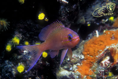 Picchi di Pablo Subacquea Isola d’  Elba immersioni sub