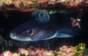 punta del nasuto elba