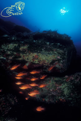 Punta delle Cannelle Subacquea Isola d’  Elba immersioni sub