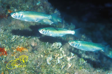 Sassi Neri Subacquea Isola d’  Elba immersioni sub