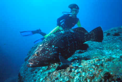Lo Scoglietto Subacquea Isola d’  Elba immersioni sub