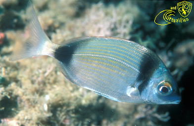 Scoglio della Focacciaiola Subacquea Isola d’  Elba immersioni sub