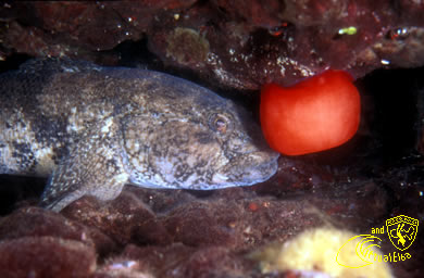 Scoglio del Remaiolo Subacquea Isola d’  Elba immersioni sub