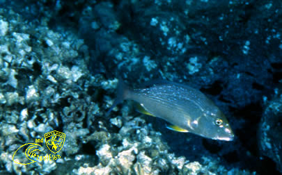 Secca di Capo Fonza Subacquea Isola d’  Elba immersioni sub