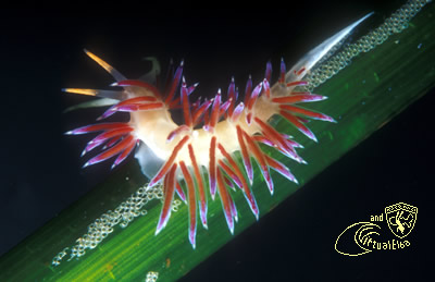 Secca di Fetovaia Subacquea Isola d’  Elba immersioni sub